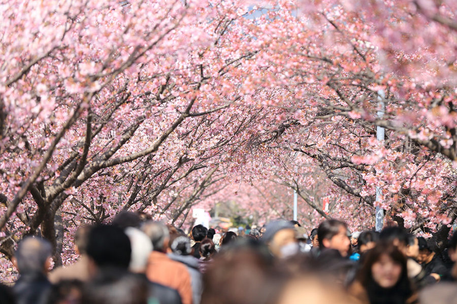 Hanami Alles was du zu Japans Kirschblütenfest wissen musst ESL
